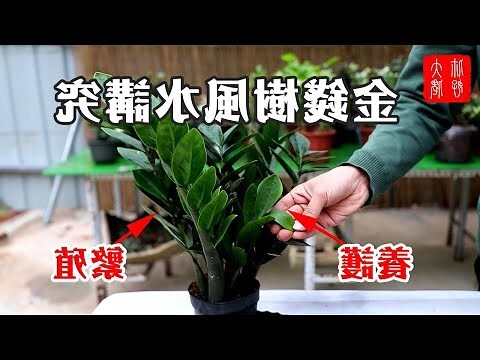 金錢樹開花 風水